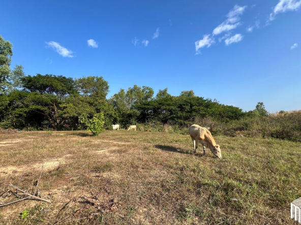 Property id208ls Land for sale in San Sai 1-1-65 sq.wa near Meajo University-MR-209LS