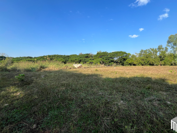 Property id208ls Land for sale in San Sai 1-1-65 sq.wa near Meajo University-MR-209LS