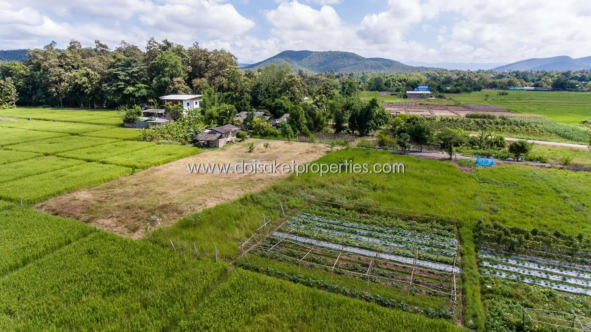 Doi Saket-DSP-(LS291-01) Beautiful plot of land surrounded by nature Pa Pong