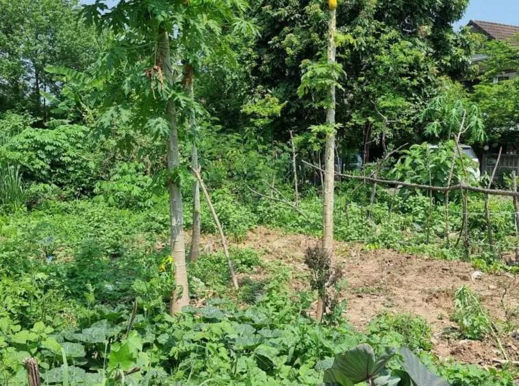 Property id140ls Land for sale in SanSai 0-2-68Rai near Sam Yak Market-MR-140ls