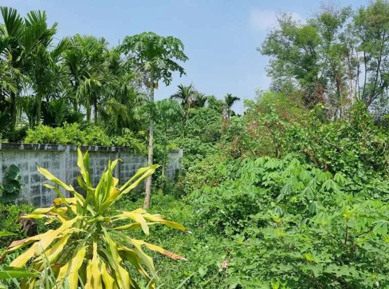 Property id140ls Land for sale in SanSai 0-2-68Rai near Sam Yak Market-MR-140ls