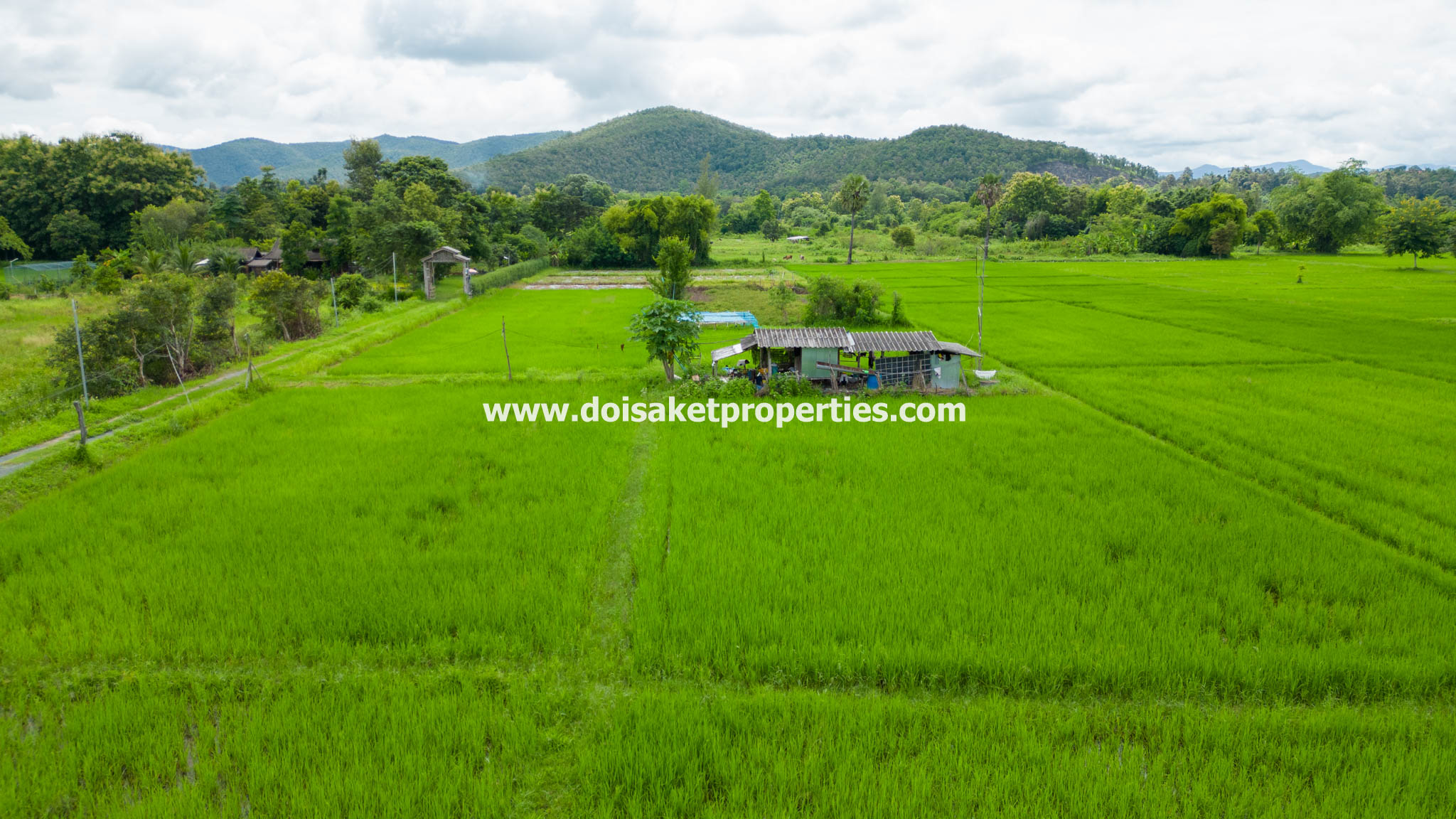 San Kamphaeng-DSP-(LS385-04) 4+ Rai of Land with Mountain Views for Sale in Huai Sai