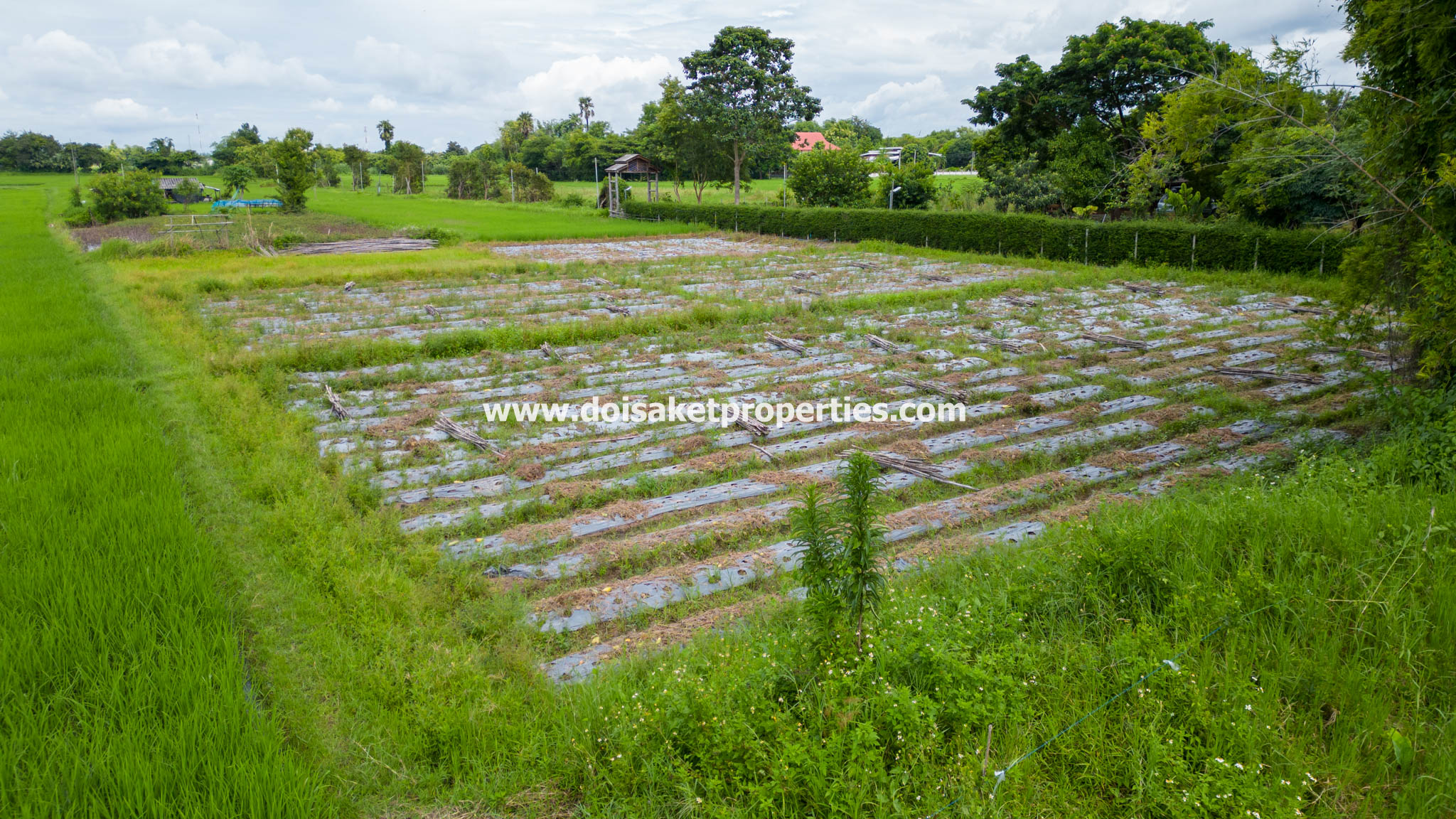 San Kamphaeng-DSP-(LS385-04) 4+ Rai of Land with Mountain Views for Sale in Huai Sai