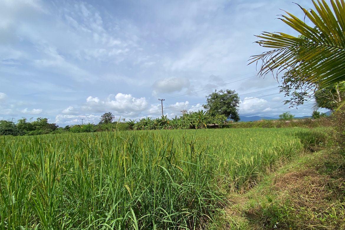 A pool villa 4 bed for sale in Mae Tang