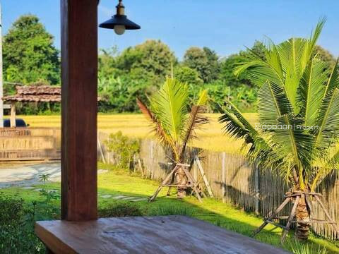 rice field view