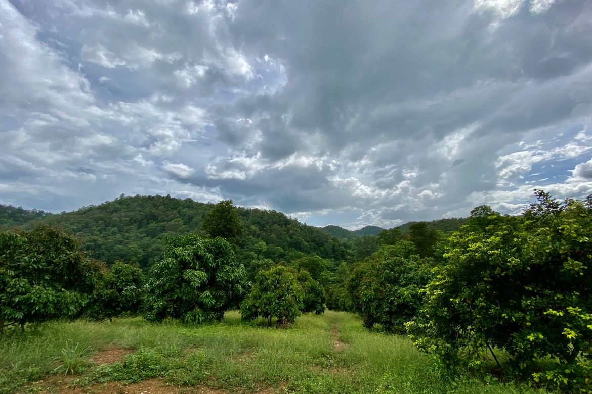 Large plot of land for sale in Mae Tang