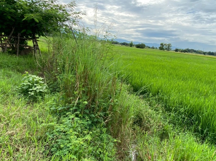 A nice plot for sale in Sankhampeang