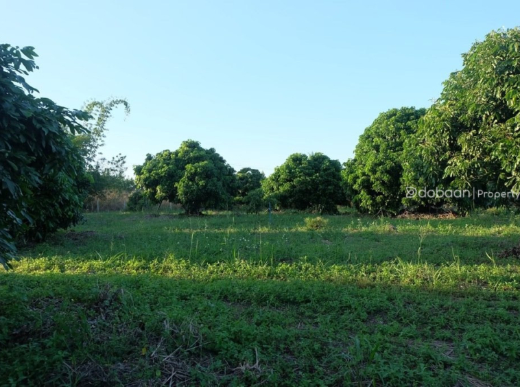 Beautiful 8-acre land plot with a lychee orchard