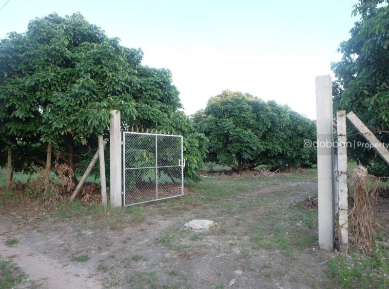 Beautiful 8-acre land plot with a lychee orchard