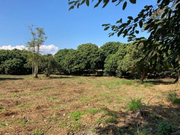 7 Rai Beautiful Land For Sale In Nam Phrae-SM-sta-jh-03